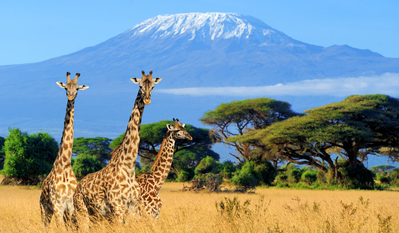 Safari