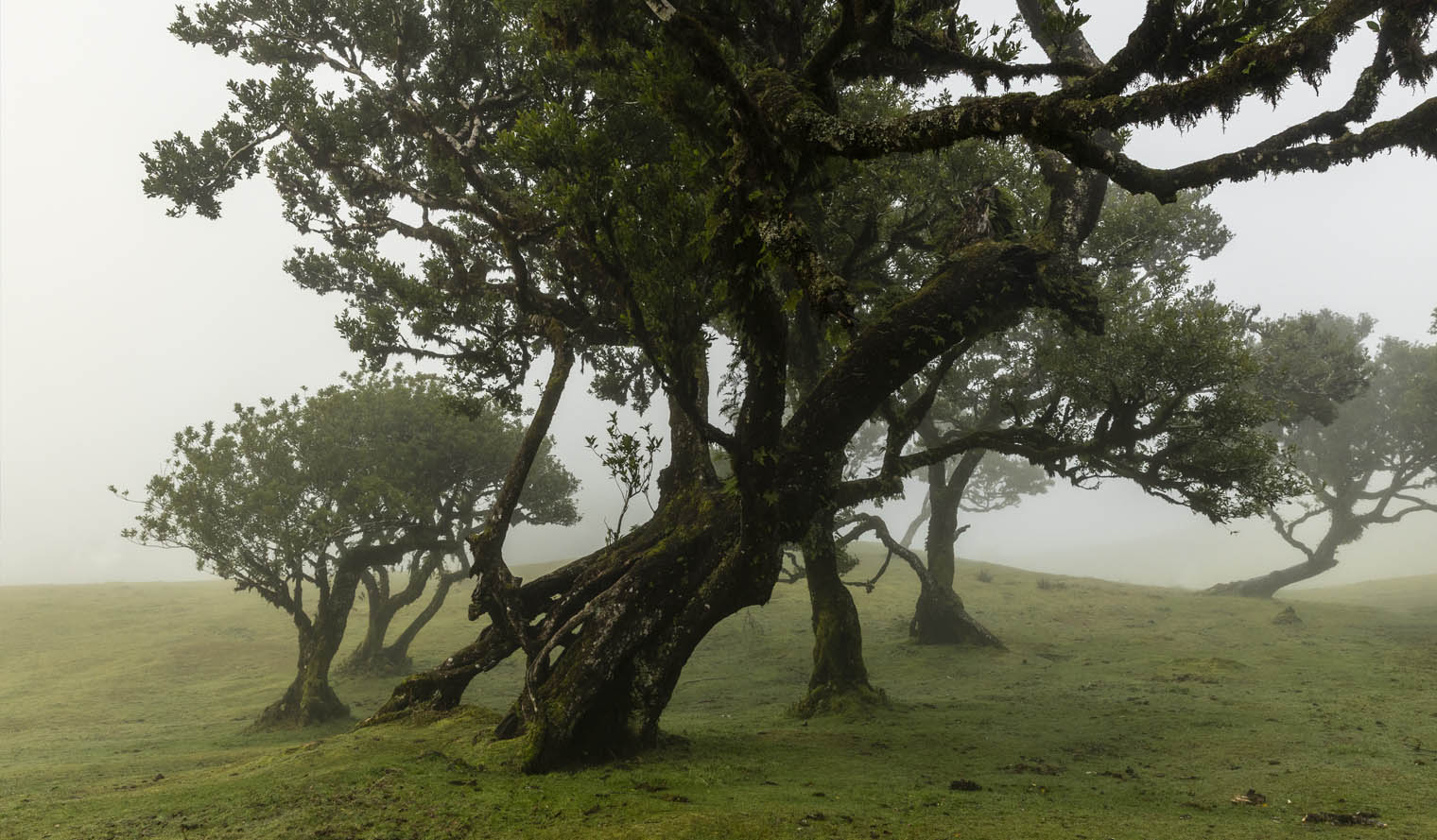 Fanal Forest