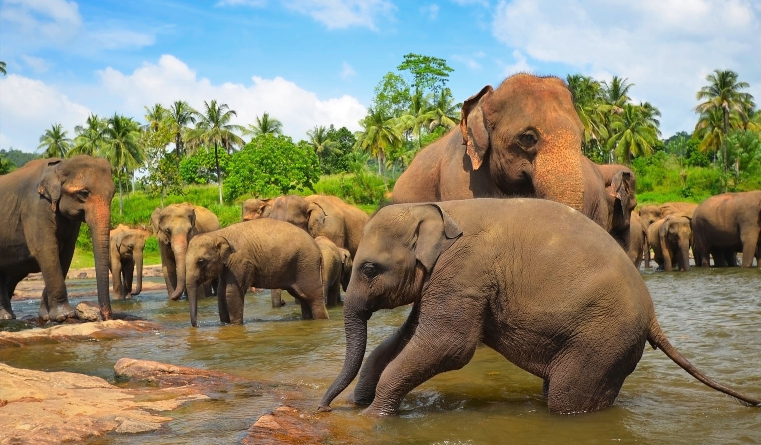 Wildlife