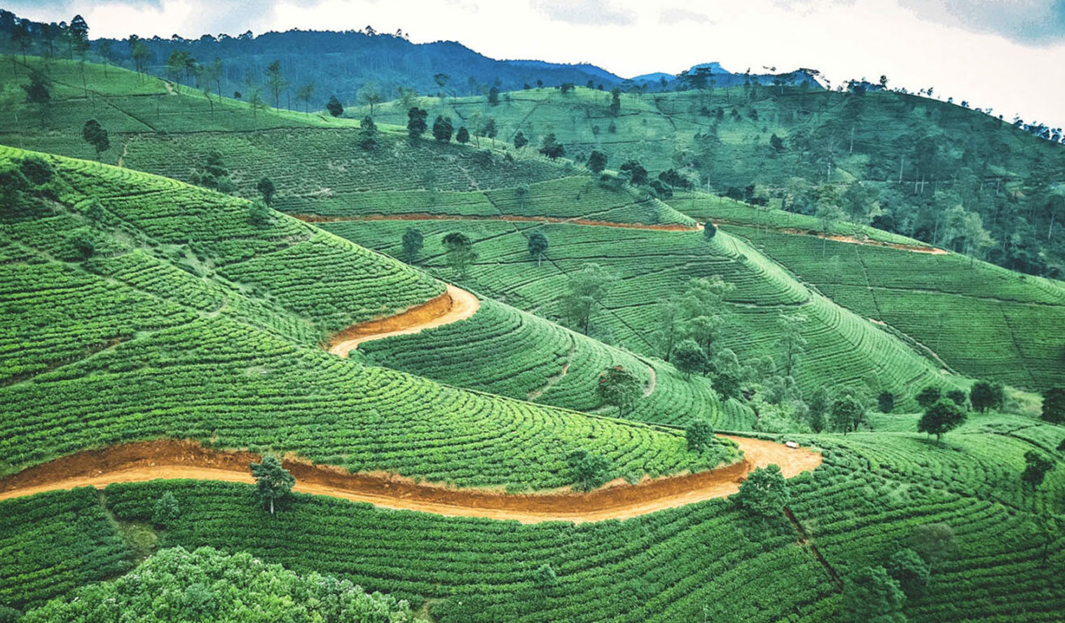 Tea landscapes