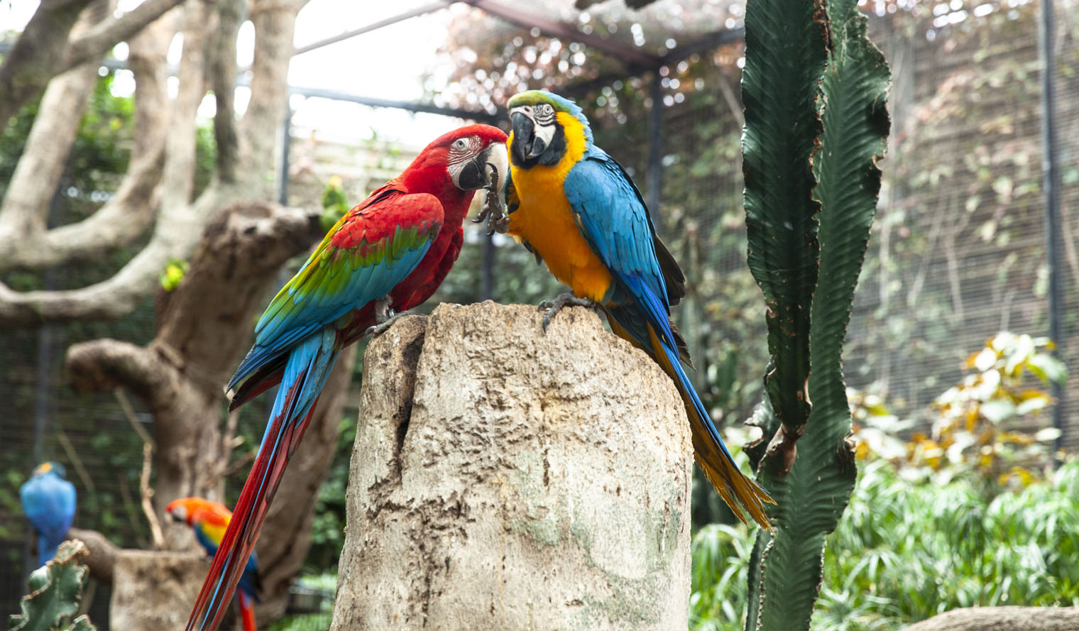 Loro Parque