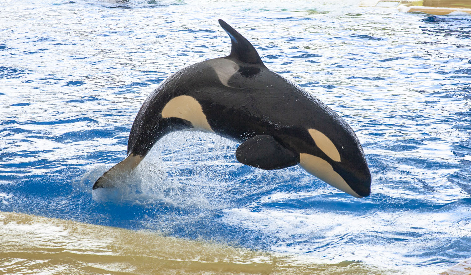 Loro Parque orkas